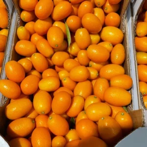 Kumquat